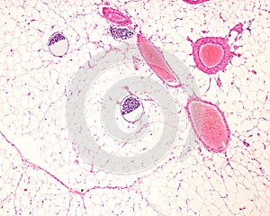 Blood and lymphatic vessels