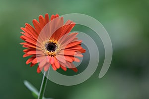 Blood Orange  Gerber Daisy Gerbera jamesonii with Green folliage and on a blurred background on a sunny day