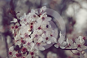 Blood Plum Prunus cerasifera Nigra