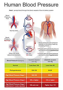 Blood pressure BP is the pressure of circulating blood.