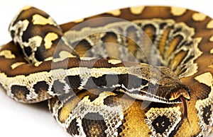 Blood Python