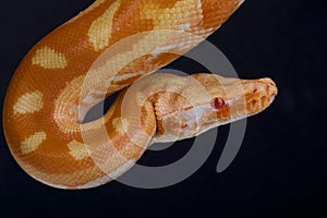 Blood python,albino / Python brongersmai