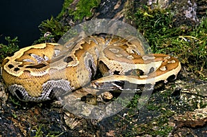 Blood Python, python curtus