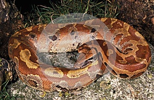 Blood Python, python curtus