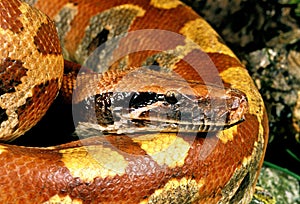 Blood Python, python curtus, Adult, Close up of Head