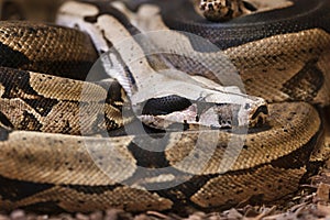 Blood python on the ground_horizontal