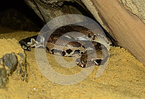 Blood Python (Python curtus)