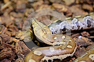 Blood Python (Python curtus)