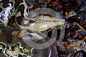 Blood Python (Python curtus)