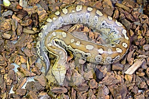 Blood Python (Python curtus)