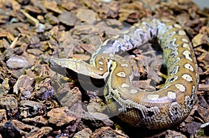 Blood Python (Python curtus)