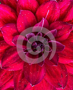 A blood red Dahlia photographed up close