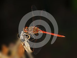 A Blood Red Darter on a twig in the garden