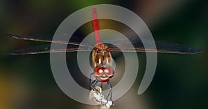 A Blood Red Darter on a twig in the garden