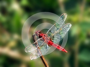 Blood red dragon fly