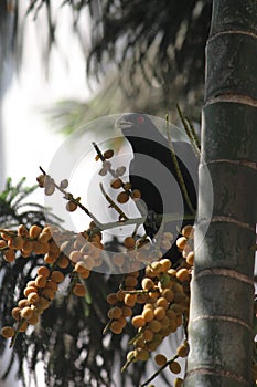 The blood red eyed Asian Koel