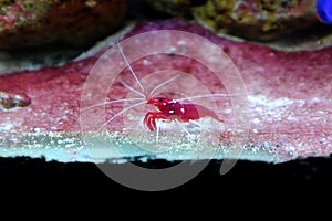 Blood Red Fire Shrimp