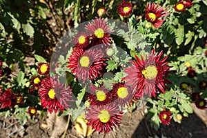 Blood red flowers of semidouble Chrysanthemums photo
