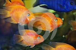 Blood Red Parrot Cichlid aquarium fish