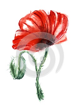 Blood-red poppy flower on black stalk isolated on white background with red and black paint spots. Watercolor hand drawn