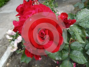 Blood red rose natute garden