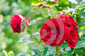 Blood red roses in the garden plant cultivation horticulture bunch of flowers