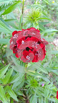 Blood red sweet William diantha flowers