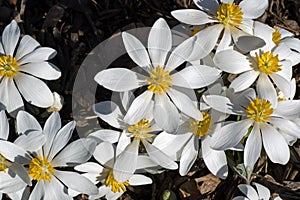 Blood Root blooming in the early morning sun