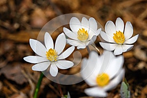 Blood Root blooming in the early morning sun.