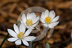 Blood Root blooming in the early morning sun.
