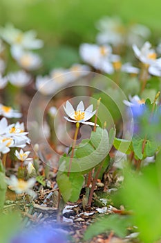 Blood root flowers