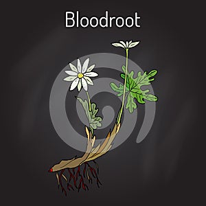 Blood Root Sanguinaria canadensis , medicinal plant photo