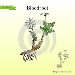 Blood Root Sanguinaria canadensis , medicinal plant photo