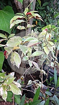 The Blood Sambang plant is known as a medicinal plant which is toxic to fish and can even kill it and is able to expel parasites photo