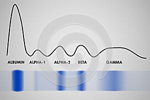 Krev sérum elektroforéza 