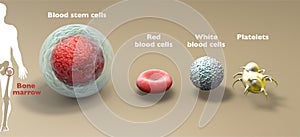 Blood stem cell is an immature cell that can develop into all types of blood cells: white blood cells, red blood cells, platelets