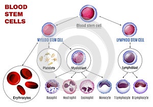 Blood Stem Cells