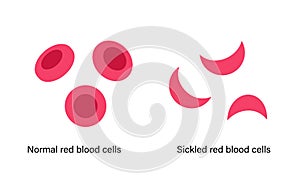 Blood structure concept