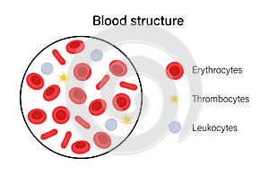 Blood structure concept