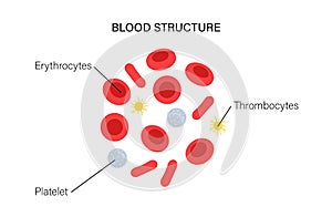 Blood structure concept