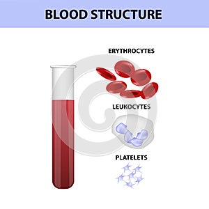 Blood structure, erythrocytes, platelets and leukocytes, medical vector illustration