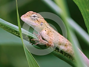 Blood-sucking calote (Calotes versicolor) perched on a single blade of tall grass