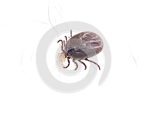 Blood sucking insect mite on white background