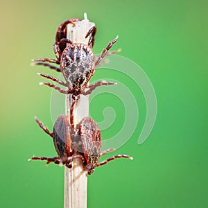 Blood-sucking mites on a dry blade of grass outdoors in spring macro