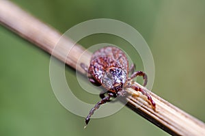 Blood sucking ticks in high grass on the season meadows