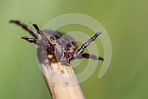 Blood sucking ticks in high grass on the season meadows