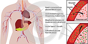 Blood sugar glucose absorbtion in a human body infographics