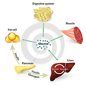 Blood sugar or glucose and insulin photo