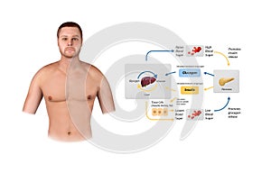 Blood sugar regulation illustration. Labeled process cycle scheme. Educational liver and pancreas diagram with glucose stimulation