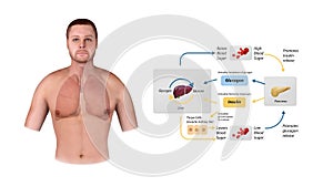 Blood sugar regulation illustration. Labeled process cycle scheme. Educational liver and pancreas diagram with glucose stimulation